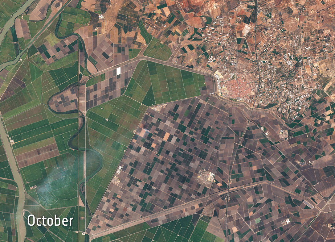 Agricultural monitoring from space