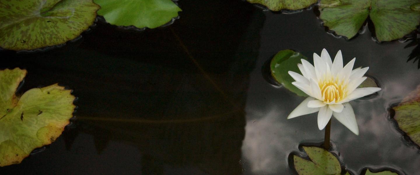A Lily Pond photographed by Jacky Watt
